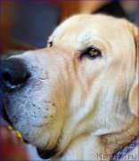 Превью фото № 201872