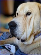 Превью фото № 201916