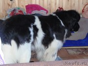 Превью фото № 201936