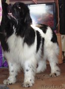 Превью фото № 201937