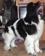 Превью фото № 201939