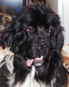 Превью фото № 201944