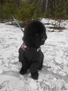 Превью фото № 201958