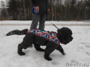 Превью фото № 201959