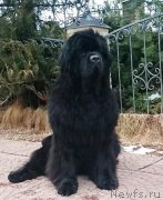 Превью фото № 202010