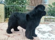 Превью фото № 202011