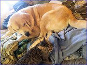 Превью фото № 202047