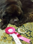 Превью фото № 202069