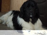 Превью фото № 202101