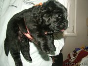 Превью фото № 202102