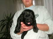 Превью фото № 202103