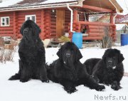 Превью фото № 202142