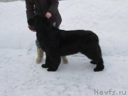 Превью фото № 202154