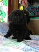 Превью фото № 202161