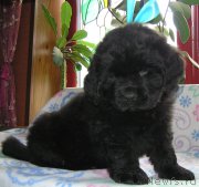 Превью фото № 202167