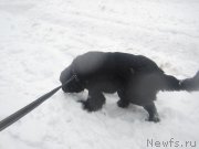 Превью фото № 202185