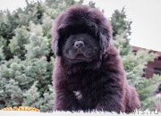 Превью фото № 202186