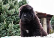 Превью фото № 202191