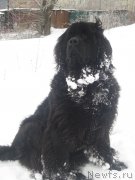 Превью фото № 202211