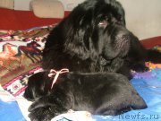 Превью фото № 202217