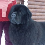 Превью фото № 202230