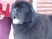 Превью фото № 202232