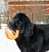 Превью фото № 202273