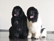 Превью фото № 202306