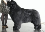 Превью фото № 202307