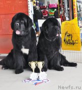 Превью фото № 202312