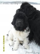 Превью фото № 202342