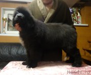 Превью фото № 202424