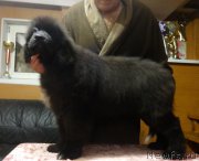 Превью фото № 202426