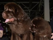 Превью фото № 202461