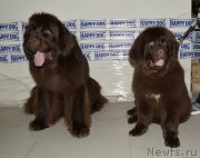 Превью фото № 202463