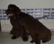 Превью фото № 202466