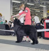 Превью фото № 202477