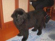 Превью фото № 202564