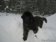 Превью фото № 202568