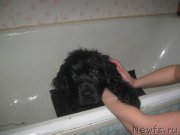 Превью фото № 202570