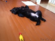 Превью фото № 202571