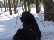 Превью фото № 202652