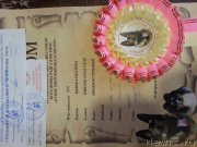 Превью фото № 202701