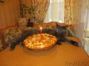 Превью фото № 202712