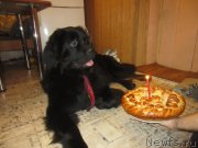 Превью фото № 202714