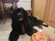 Превью фото № 202715