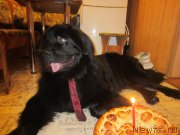 Превью фото № 202718