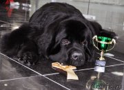 Превью фото № 202740