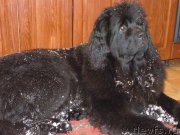 Превью фото № 202758