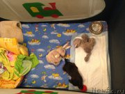 Превью фото № 202780